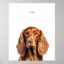 Search for irish setter posters Red