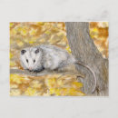 Search for opossums Wildlife