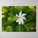 Search for jasmine flowers art Tropical