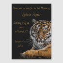 Search for save tigers Wild