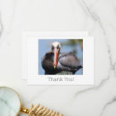 Search for pelicans cards Florida