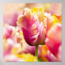 Search for flowerbed posters Tulip