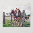Search for hitching postcards Amish