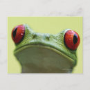 Search for frog postcards Red eyed tree frog
