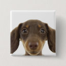 Search for wiener dogs badges Animal