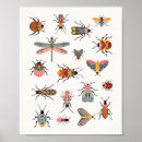 Search for drawing ladybug posters For kids
