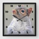Search for squirrel clocks Animal