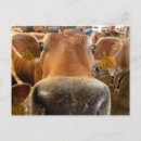 Search for dairy cow postcards Cattle
