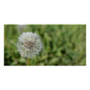 Search for dandelion posters Seed