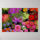 Search for gerber daisies art Vibrant