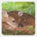 Search for white tail deer stickers Animal
