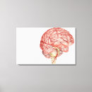 Search for parts of the brain posters Side