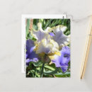 Search for white iris postcards Garden