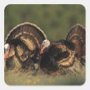 Search for wild turkeys stickers Animal