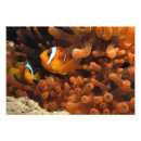 Search for clown fish art Tropical