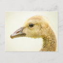 Search for gosling postcards Baby