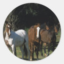 Search for mustang horse stickers Equestrian