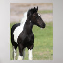 Search for black and white horse art Gypsy vanner