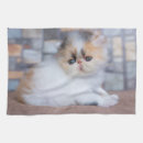Search for calico tea towels Kitten
