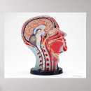 Search for low section posters Healthcare and medicine