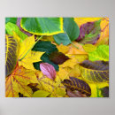 Search for autumn background posters Nature
