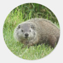 Search for woodchucks stickers Animal