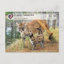 Search for florida postcards Everglades national park