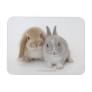Search for lop magnets Nature