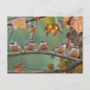Search for ornithologist postcards Birding