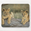 Search for maras electronics Cub