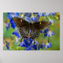 Search for plexippus posters Flower
