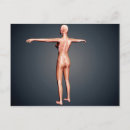 Search for human representation postcards Physiology