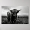 Search for black and white cow posters Scottish