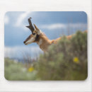 Search for antelopes mouse mats Wildlife
