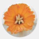 Search for narcissus stickers White