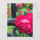 Search for raindrop postcards Rose