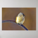 Search for titmouse posters Wildlife
