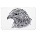 Search for goshawk Wildlife