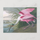 Search for audubon birds of america postcards Animal