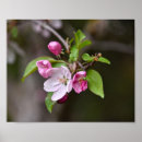 Search for apple fruit posters Flowers