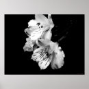 Search for peruvian lily posters Flora