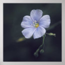 Search for flax posters Nature