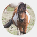 Search for shetland stickers Equine