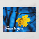Search for yellow maple leaf Nature
