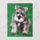 Search for miniature schnauzer postcards Pet