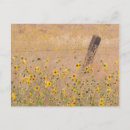 Search for barb wire postcards Field