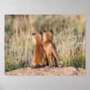 Search for kit photography Wildlife