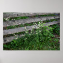 Search for fencing posters Photography
