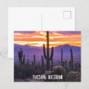 Search for cactus photography Sunset