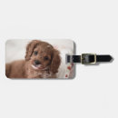 Search for cavapoo accessories Animal